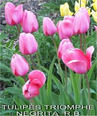 Tulipa hybrida triomphe - Tulipe triomphe