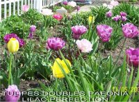 Tulipa paeonia lilac perfection - Tulipe