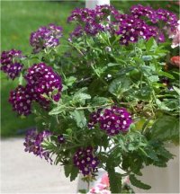 Verbena blue grape - Photo de fleur de Verveine blue grape