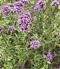Verbena bonariensis - Image de Verveine de patagonie