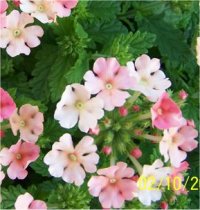 Verbena Peach & cream - Photo de Verveine Peach & cream