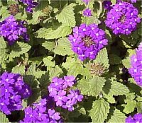 Verbena - Photo de fleur verveine