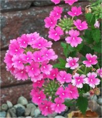 Verbena x hybrida - Photo de Verveine � grande tiges