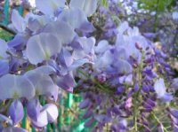 Photo de fleurs de glycine du Japon - Wisteria floribunda