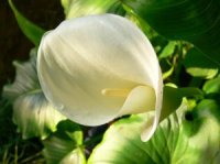 Zantedeschia aethiopica - Photo de fleurs de calla parfum�