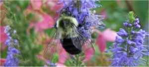 Photo d'un bourdon sur une plante