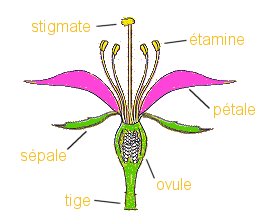 Image de coupe d'une fleur